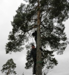 A couple of ornithologists perched in a pinus sylvestris